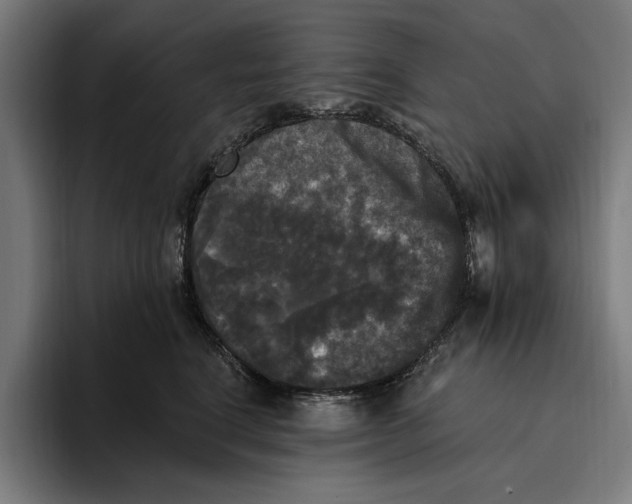 X0000094810664200712071226