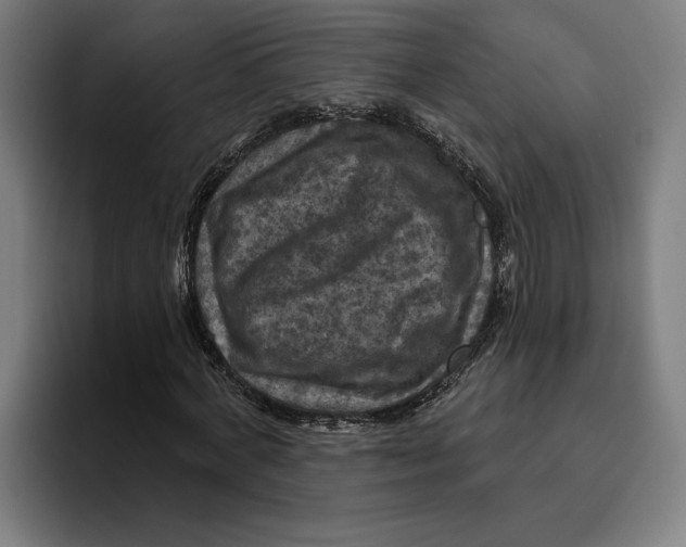 X0000094810772200712071225