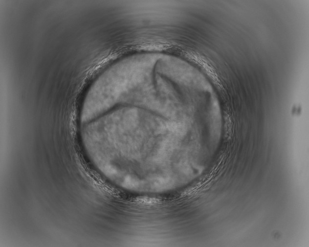 X0000094810354200712141627