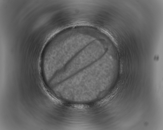 X0000094810439200712141626