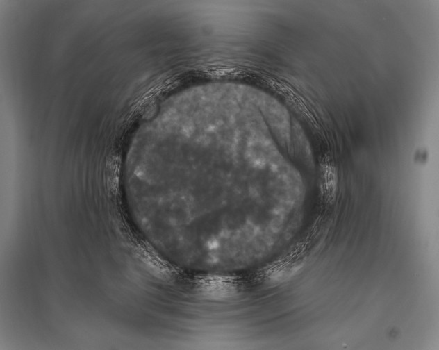 X0000094810664200712141623