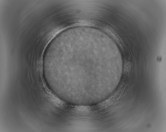 X0000094810836200712141620