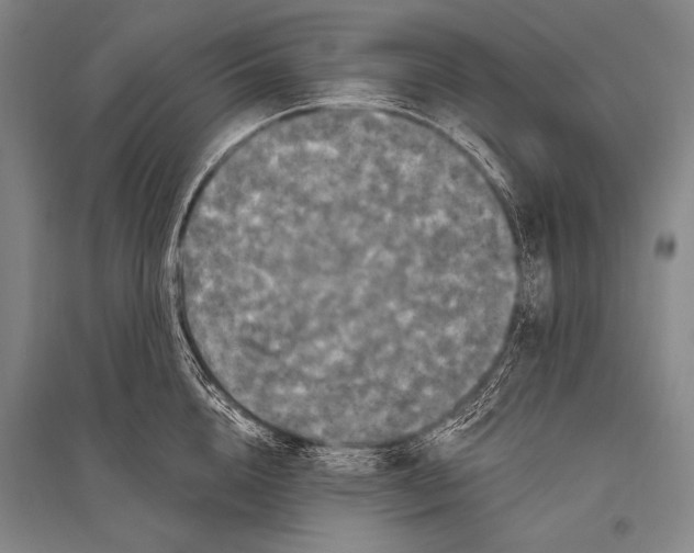 X0000094810856200712141620