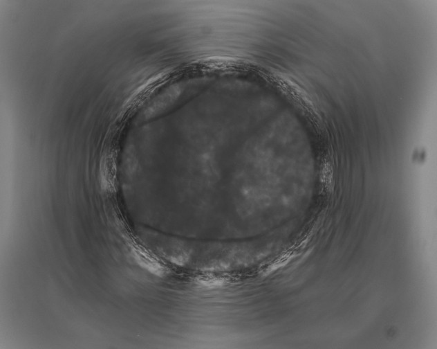 X0000094810868200712141620