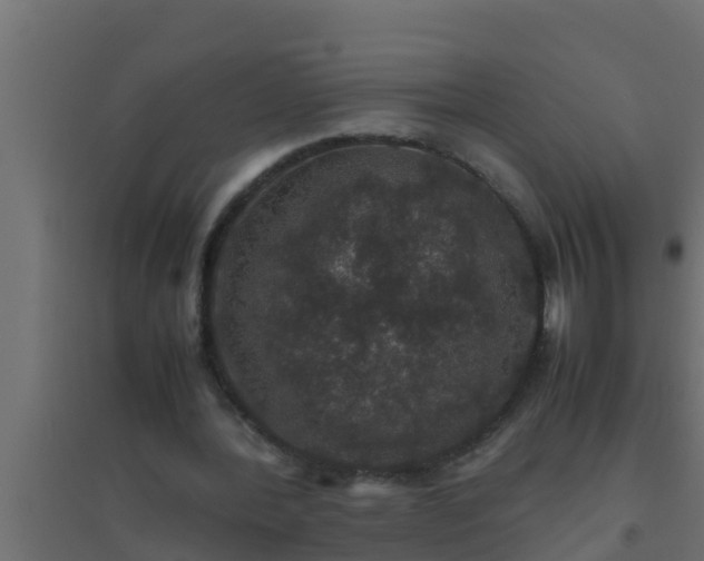 X0000094820388200711241513