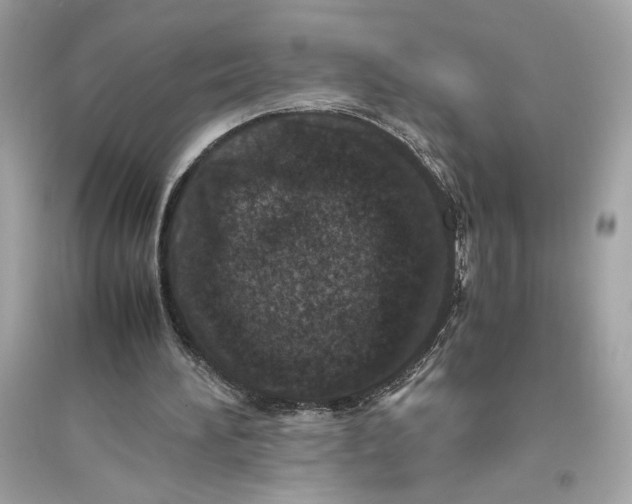 X0000094820196200711301637