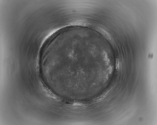 X0000094820388200711301634