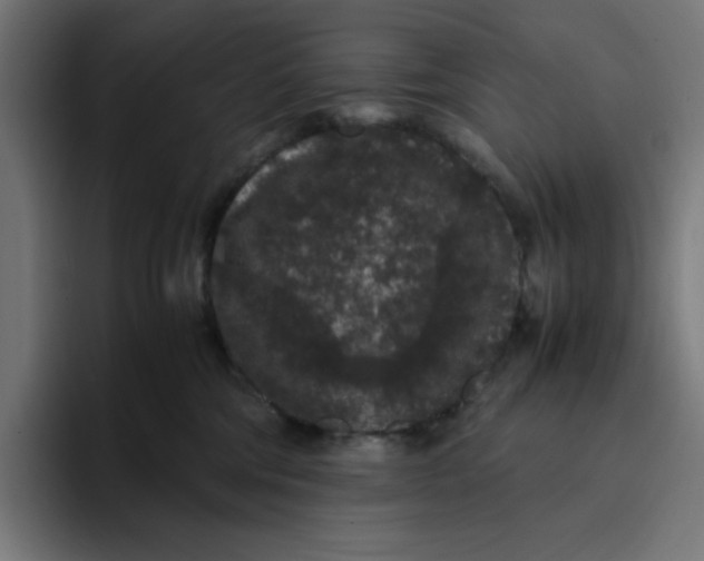 X0000094820330200712071251