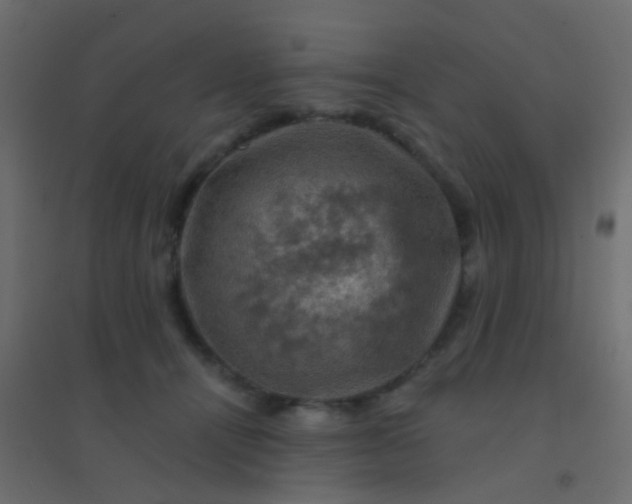 X0000094900464200712131434