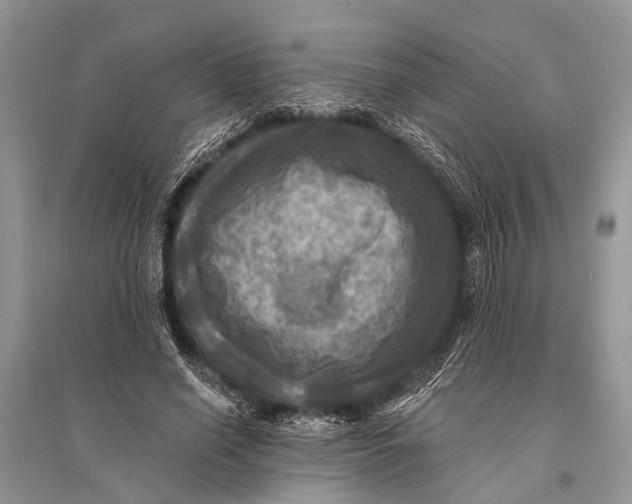 X0000094900638200712201135