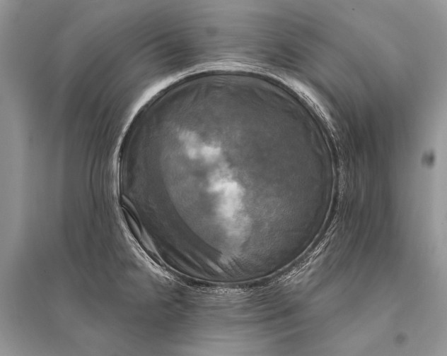 X0000094901238200712201127