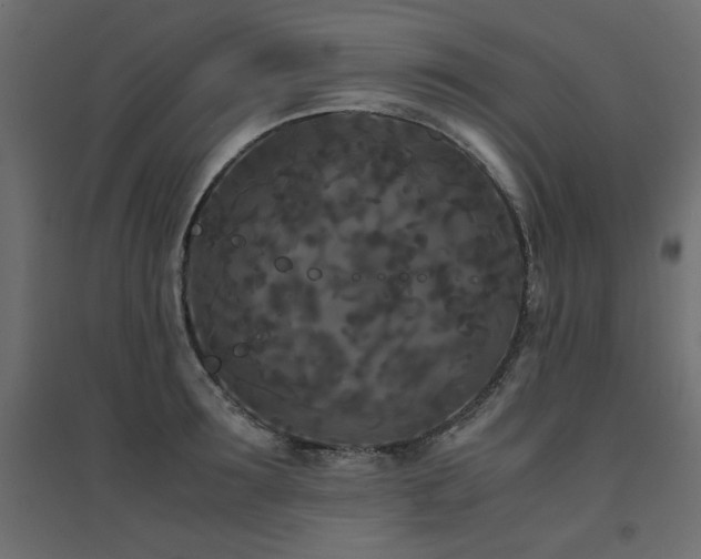X0000094910899200711291252