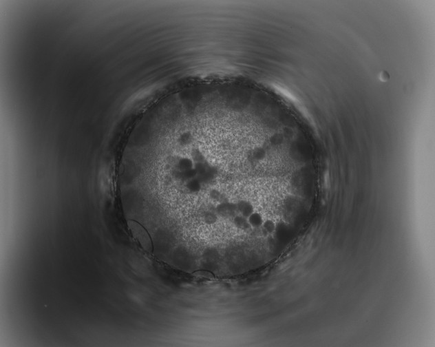 X0000094911063200712061044