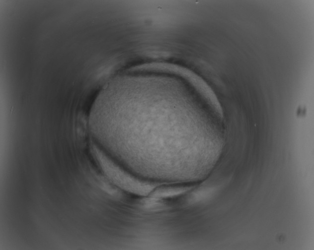X0000094910528200712131455