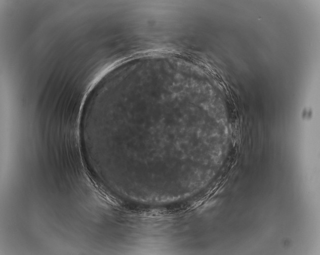 X0000094910196200712201205