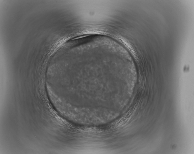 X0000094910385200712201202