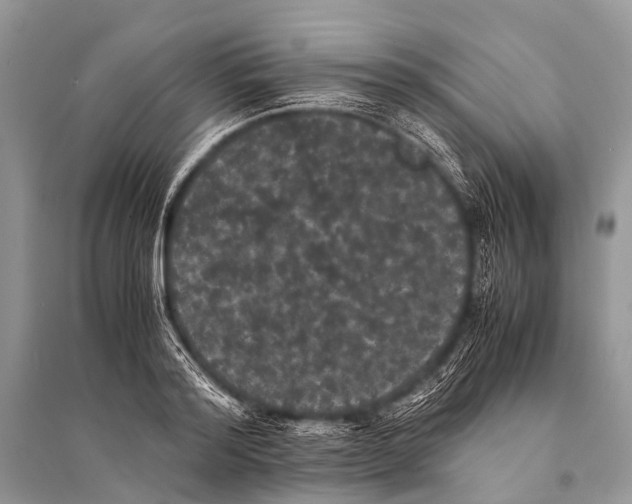 X0000094910796200712201156
