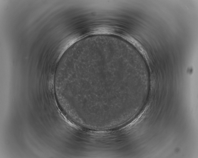 X0000094911337200712201148