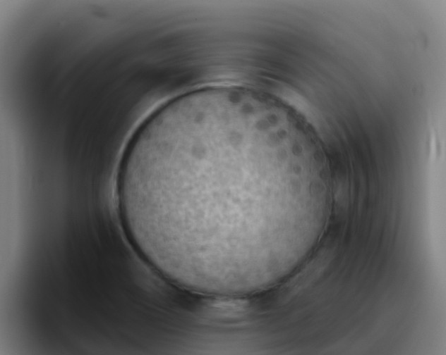 X0000094921466200712061059