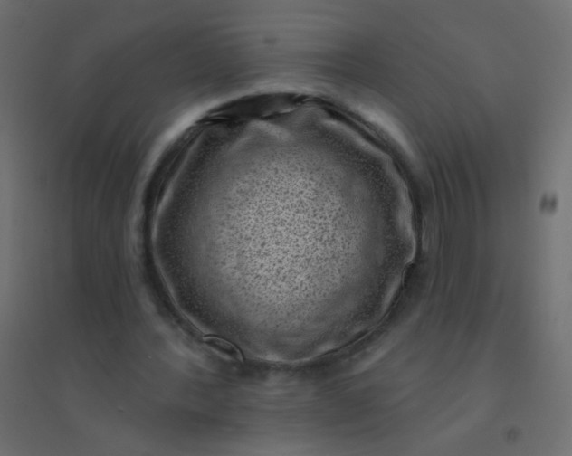 X0000094920388200712131519