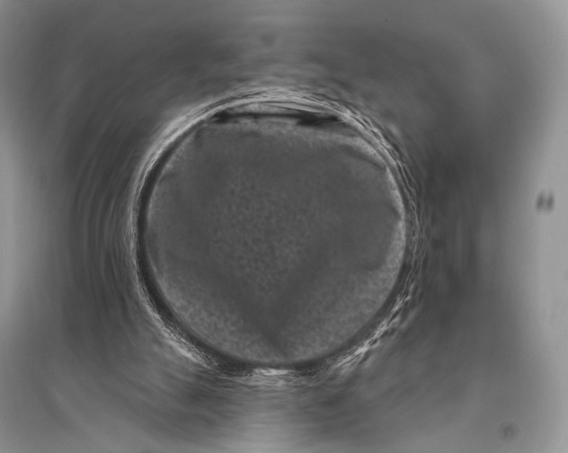 X0000094920055200712201229