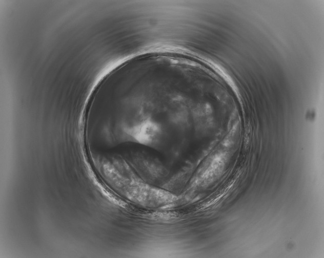 X0000094921053200712201215