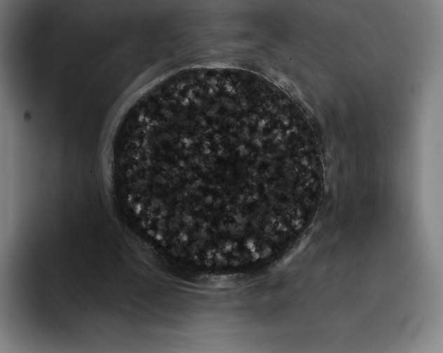 X0000094920295200712271538