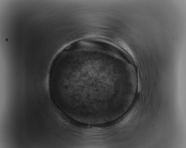 X0000094930387200712061133