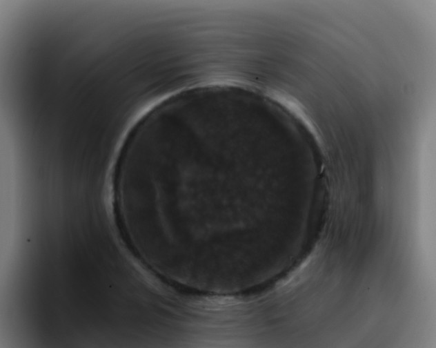 X0000094931024200712061125
