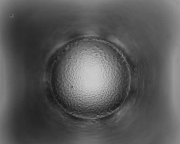 X0000094931255200712061122