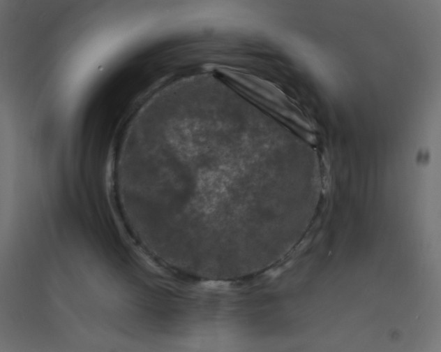 X0000094930052200712131546