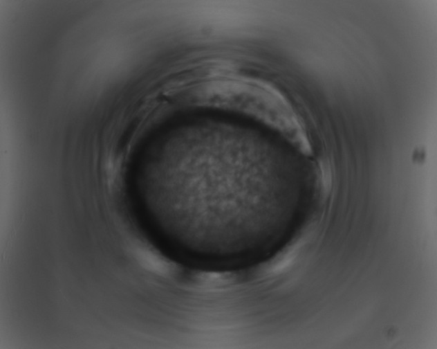 X0000094930239200712131544