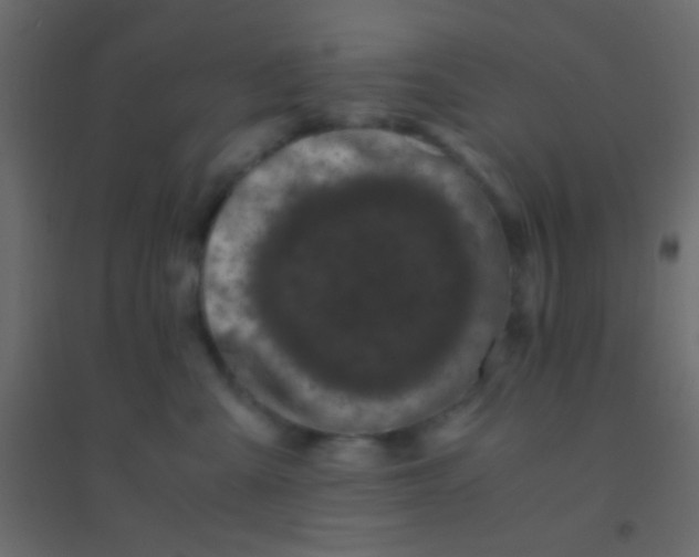 X0000094930427200712131541