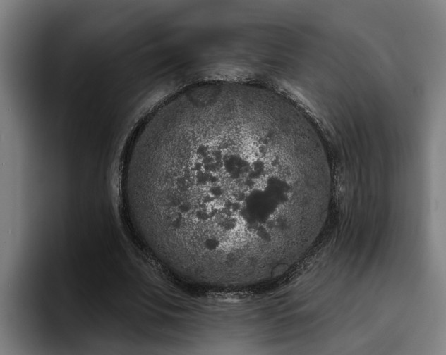 X0000094940679200712061231