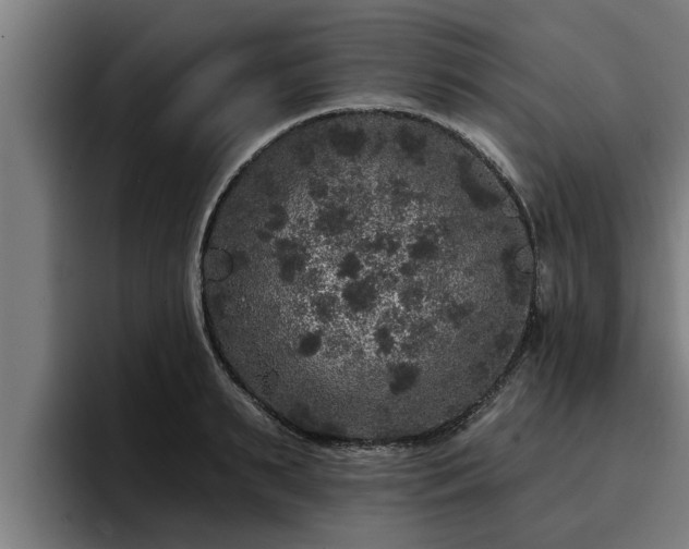 X0000094940895200712061229