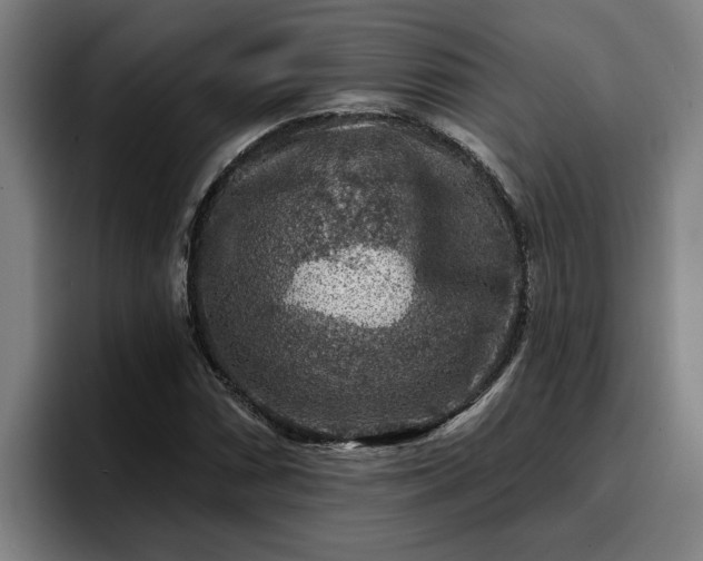 X0000094941066200712061226