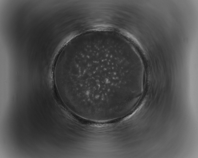 X0000094941362200712061223