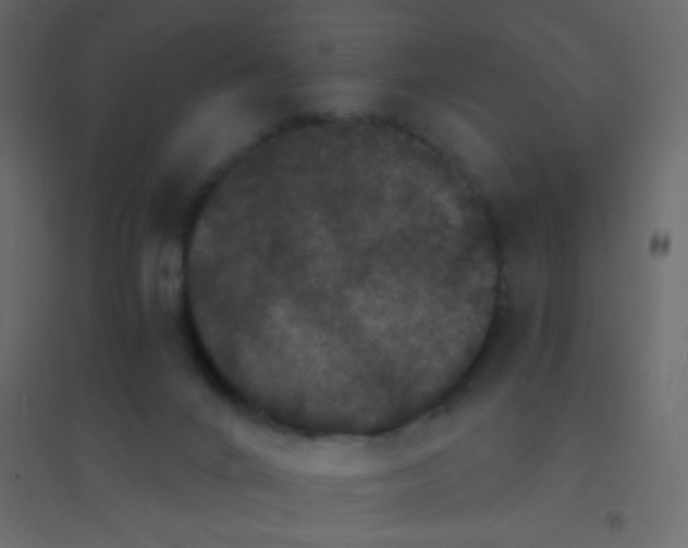 X0000094940024200712131610