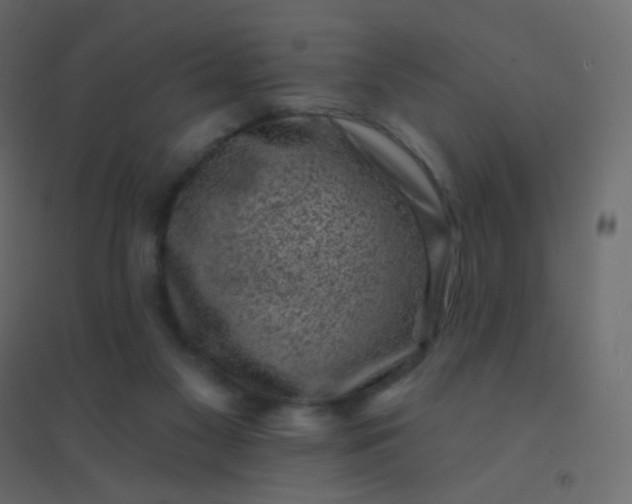 X0000094940117200712131609