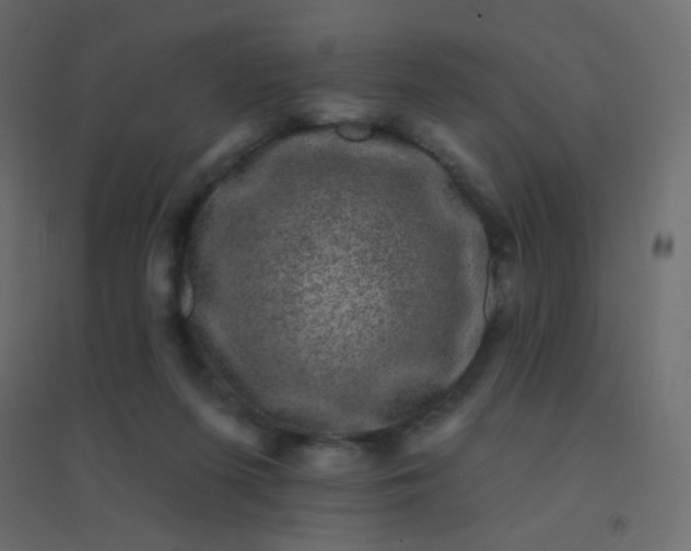 X0000094940215200712131607