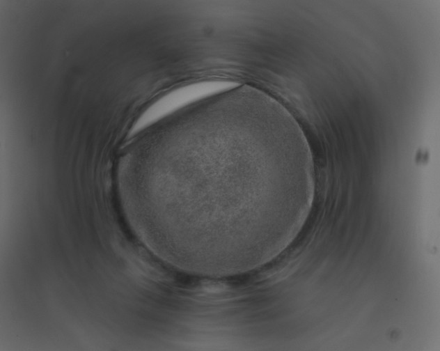 X0000094940263200712131606