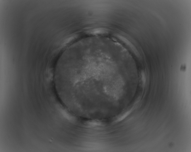 X0000094940284200712131606