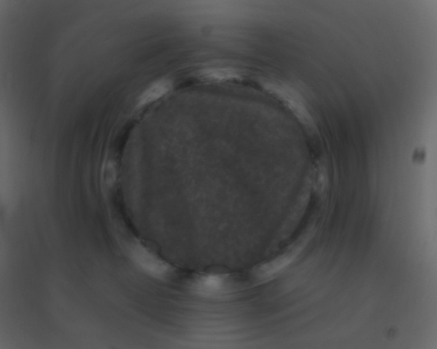 X0000094940382200712131605