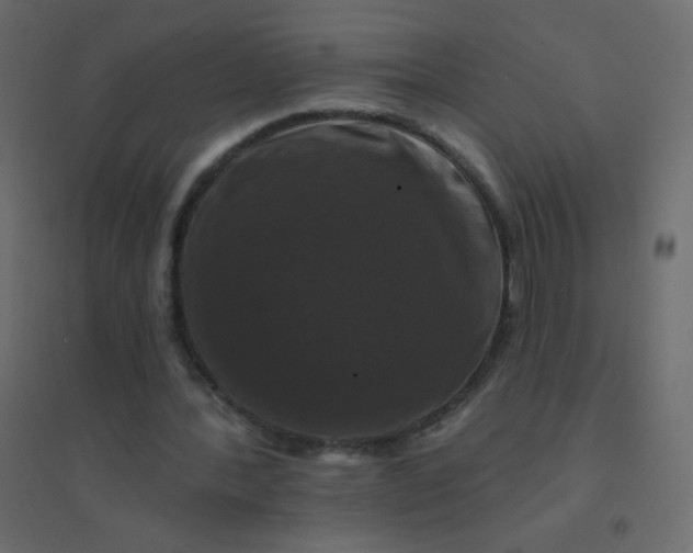 X0000094940388200712131605