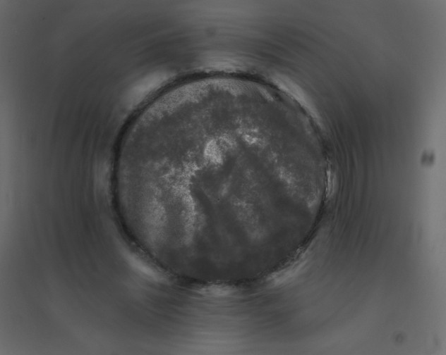 X0000094940444200712131603