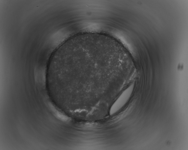 X0000094940493200712131603