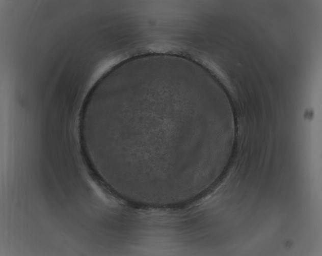 X0000094940626200712131600