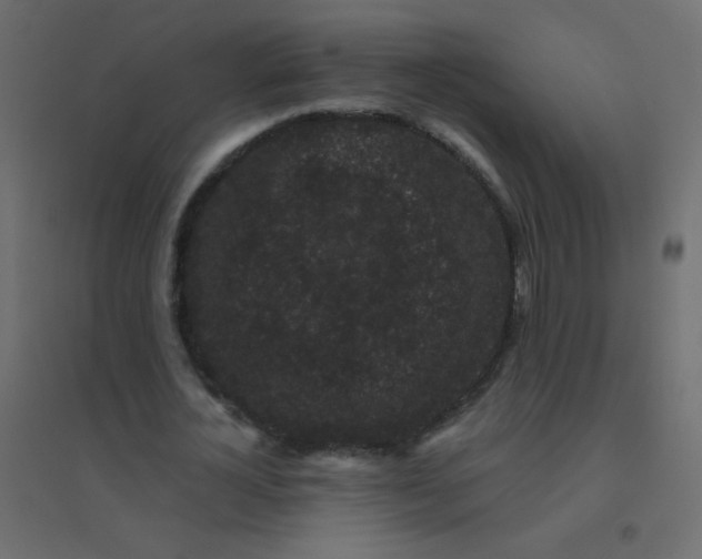 X0000094940724200712131559