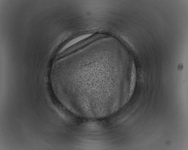 X0000094940738200712131559