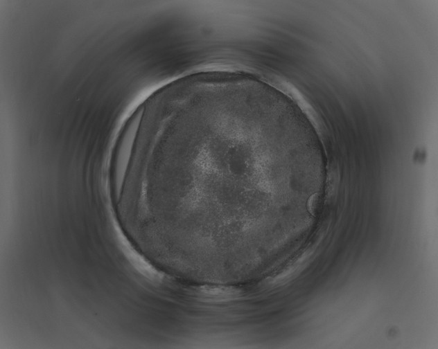 X0000094940795200712131559